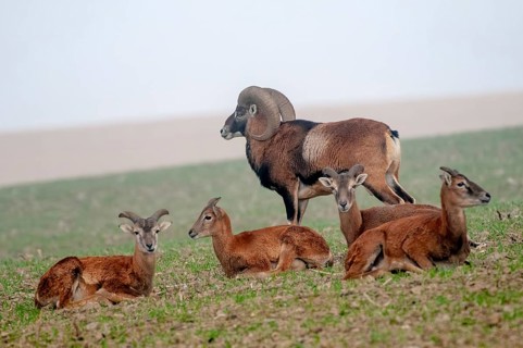 Artiodactyla, even-toed ungulate, mouflon, mouflon, mouflon, ovis gmelini musimon, cloven-hoofed,