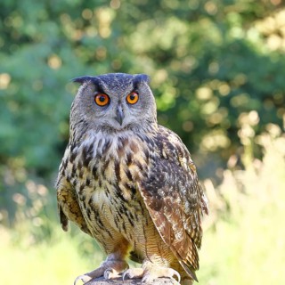 European eagle owl (Bubo bubo), perched on a post, Rhineland-Palatinate, Germany