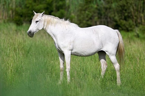 Camargue horse (Equus caballus), a mare standing in a meadow, Saintes-Marie-de-la-Mer, Camargue,
