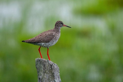 Redshank, redshank, Sweden, Tringa Totanus, birds, charadriiformes, limikolen, snipe birds,