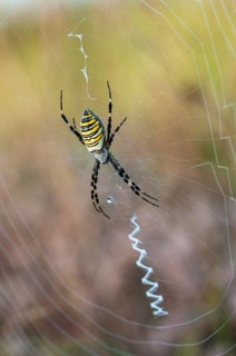 2009, Argiope Brünnichi, Brandenburg, Germany, Nabu, national natural heritage, natural paradise