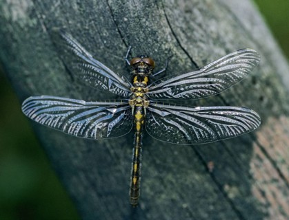 Little moss maiden, leucorrhinia dubia, white-faced darter, anisoptera, damselflies, dragonflies,