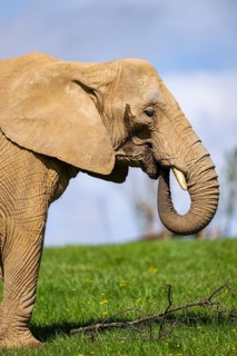 African bush elephant (Loxodonta africana) on a meadow, captive, distribution Afrika