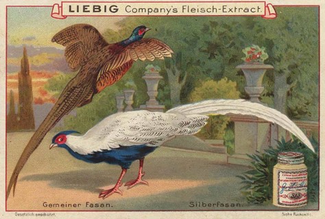 Picture series pheasant birds, left a common pheasant, Phasianus colchicus, and right a silver
