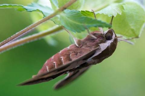 Hyles euphorbiae, milkweed swarmers, butterfly, insects, moths, moths, moths, butterfly, swarmer,