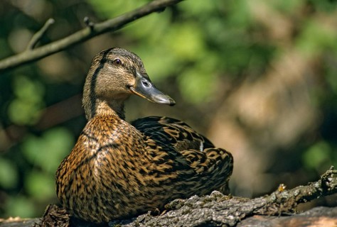 Anas platyrhynchos, mallard, mallard, anatidae, birds, ducks, ducks, ducks, female, leo, birds,