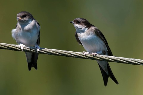 Delichon urbica, house martin, house martins, birds, adolescent, juvenile, passeri, swallows,