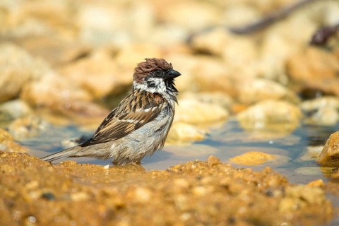 Tree Sparrow, Passer Montanus, Sparrow, Tree Sparrow, Bath, Bird Bath, Birds, Passeri, Songbirds,
