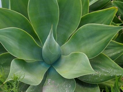 Close-up of a symmetrical green dragon tree agave (Agave attenuata) with a distinct leaf structure,