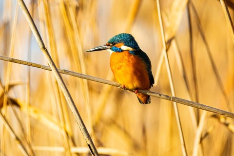 Kingfisher (Alcedo atthis) ml Germany