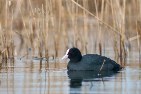 Eurasian Coot Coot, Fulica Atra, Birds, Coot Rail, Gruiformes, Crane Birds, Rails, Rallidae, Birds,