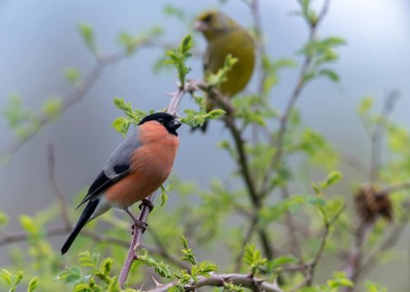 Bullfinch, Bullfinch, Pyrrhula Pyrrhula, Birds, Bullfinch, Male, Passeri, Songbirds, Birds
