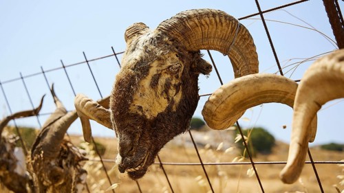 Weathered ram head with horns attached to a metal fence against a dry background, Amari Basin,