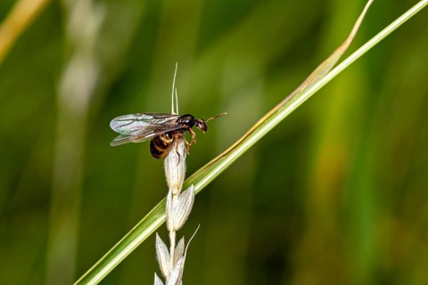 A close-up photograph of a flying insect on a blade of grass against a blurred green background: a