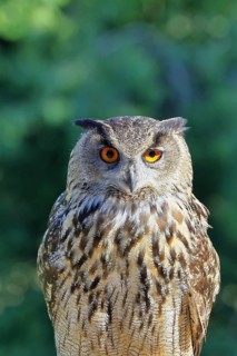 Eurasian eagle-owl (Bubo bubo), animal portrait, Rhineland-Palatinate, Germany