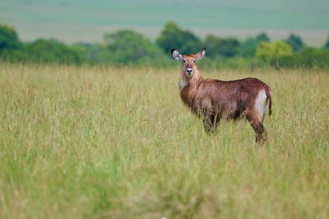 A solitary antelope stands alertly in a vast green meadow beneath a blue sky: a Defassa waterbuck