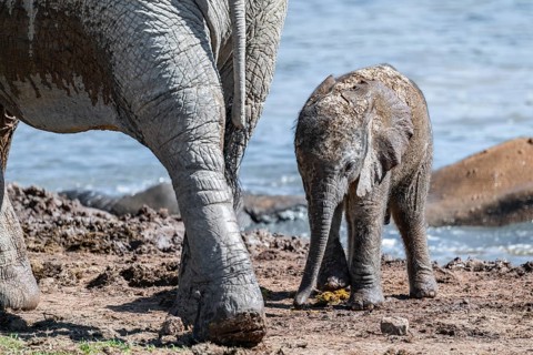 Cute little elephant, young and mother, African elephant (Loxodonta africana), Addo Elephant