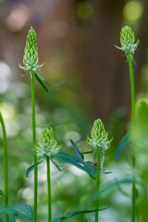 Campanulaceae, bellflower family, phyteuma spicatum, devil's claw, white devil's claw, flora, high