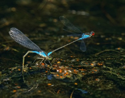 Erythromma viridulum, small pomegranate eye, small red-eyed damselfly, couple, damselflies,