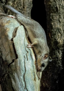 Edible dormouse, fat dormouse, glis glis, rodents, rodentia, dormouse, bilche, bolt, dormice,