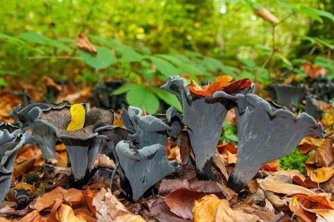 Craterellus cornucopioides, autumn trumpet, trumpet, black chanterelle, fungi, fungus, mushrooms,