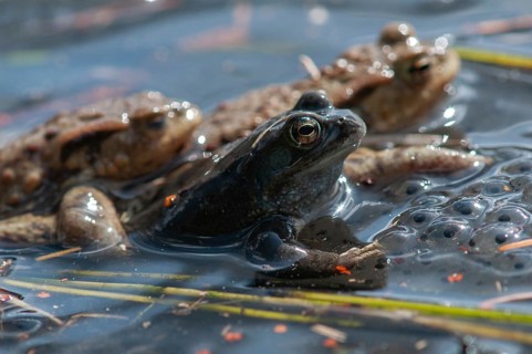 Bufo bufo, common frog, common toad, common frog, rana temporaria, amphibians, amphibians, frog,
