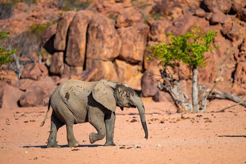 African elephant (Loxodonta africana), desert elephant, riverbed of the Ugab River, Damaraland,