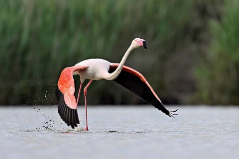 Pink flamingo (Phoenicopterus roseus), taking departure, Camargue Regional Nature Park, southern