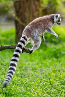 Ring-tailed lemur (Lemur catta) jumping from a branch, captive, Germany