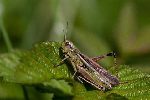 Caelifera, field locusts, grasshoppers, short-feeler scare, mecostethus grossus, stethophyma