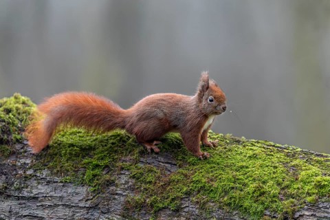 The squirrel (Sciurus vulgaris) searches the tree trunk intensively for hazelnuts and only when