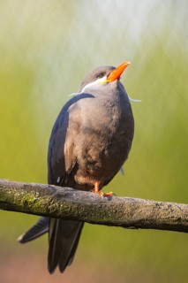 Inca tern (Larosterna inca) sitting on a branch, captive, distribution south america