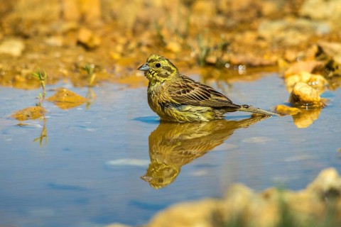 Emberiza Citrinella, Yellowhammer, Yellowhammer, Bath, Bird Bath, Birds, Mirror, Passeri,