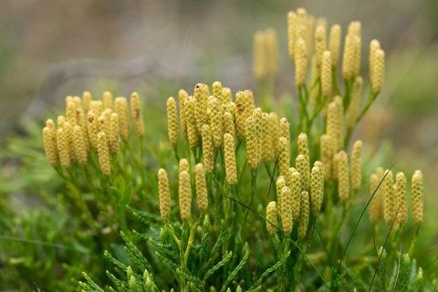 Bearlobe family, Diphasiastrum complanatum, flatbear lobe, common flatbear lobe, Lycopodiaceae,