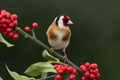 European goldfinch (Carduelis carduelis) adult garden bird on a Holly tree branch with red berries