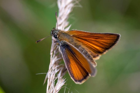 Essex skippe, European skipper, black-winged brown thick-headed butterfly, thymelicus lineola,