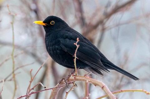 Blackbird, Turdus Merula, Birds, Male, Male, Passeri, Songbirds, Birds