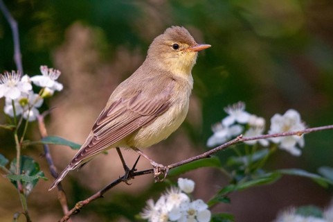 Yellowspotter, Hippolais icterina, icterine warbler, Sweden, birds, passeri, songbirds, Sweden,