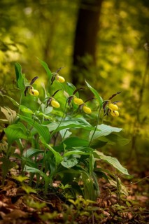 Cypripedium calceolus, lady's slipper orchid, orchidaceae, orchids, orchid plants, flora, high