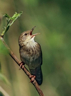 Locustella fluviatilis, river warbler, swirl, birds, song, high size, portrait format, male,