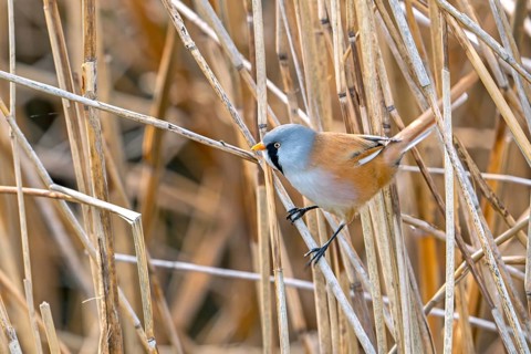 Bearded reedling, bearded tit (Panurus biarmicus) adult male perched on reed stem while foraging in