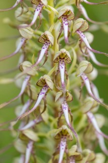 Goat's tongue (Himantoglossum hircinum), orchid family (Orchidaceae), spring, Liliental, Ihringen,