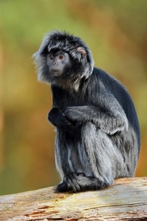 Javan lutung (Trachypithecus auratus), female sitting on a tree trunk, in captivity, found in