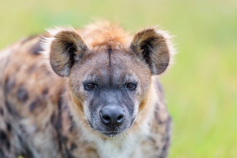 Portrait of A fully grown female Spotted Hyena (Crocuta crocuta. Ethiopia, Kenya, Tanzania,