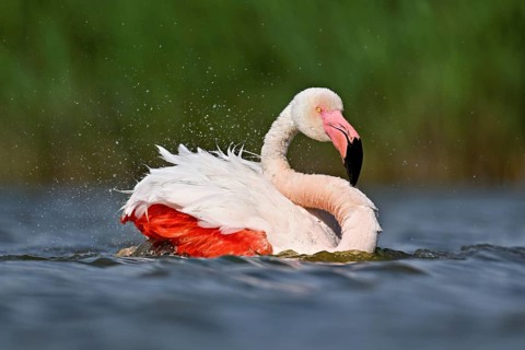 A greater flamingo (Phoenicopterus roseus) bathing in a pond, Camargue Regional Nature Park,
