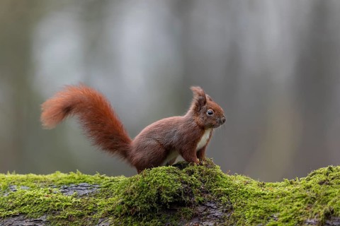 The protruding tail of the squirrel (Sciurus vulgaris) signals maximum attention, sweet, cute,