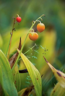 Convallaria Majalis, Convallariaceae, Lily of the Valley, Lily of the Valley, Lily of the Valley,
