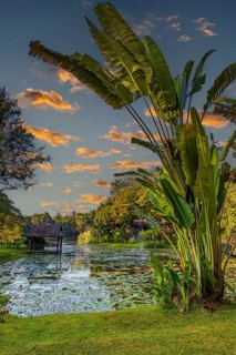Large banana tree, pond with water lilies, small pagoda and fountain in the evening light, near
