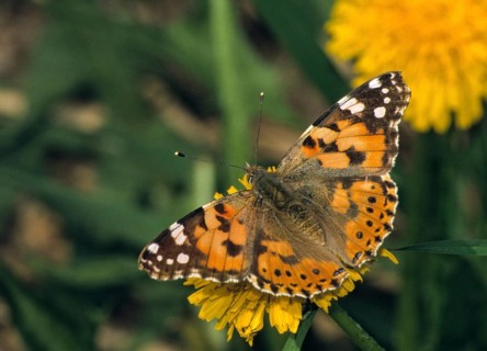 Cynthia Cardui, Painted Lady, Vanessa Cardui, Butterfly, Insects, Insects, Butterfly, Butterflies