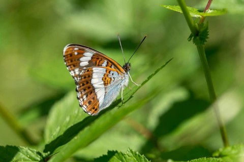 Small kingfisher, Ladoga camilla, limenitis camilla, white admiral, butterfly, insects, butterfly,